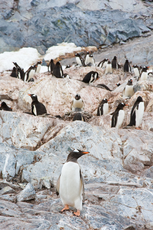 Gentoo Penguin Colony